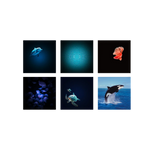 Kidywolf Kidystar Projector Ocean And Seas